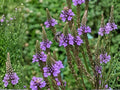 Blue Vervain Seeds – Heirloom Non-GMO Native Wildflower for Pollinator Gardens – Verbena hastata, Violet-Blue Flowers, Native Plant Seeds