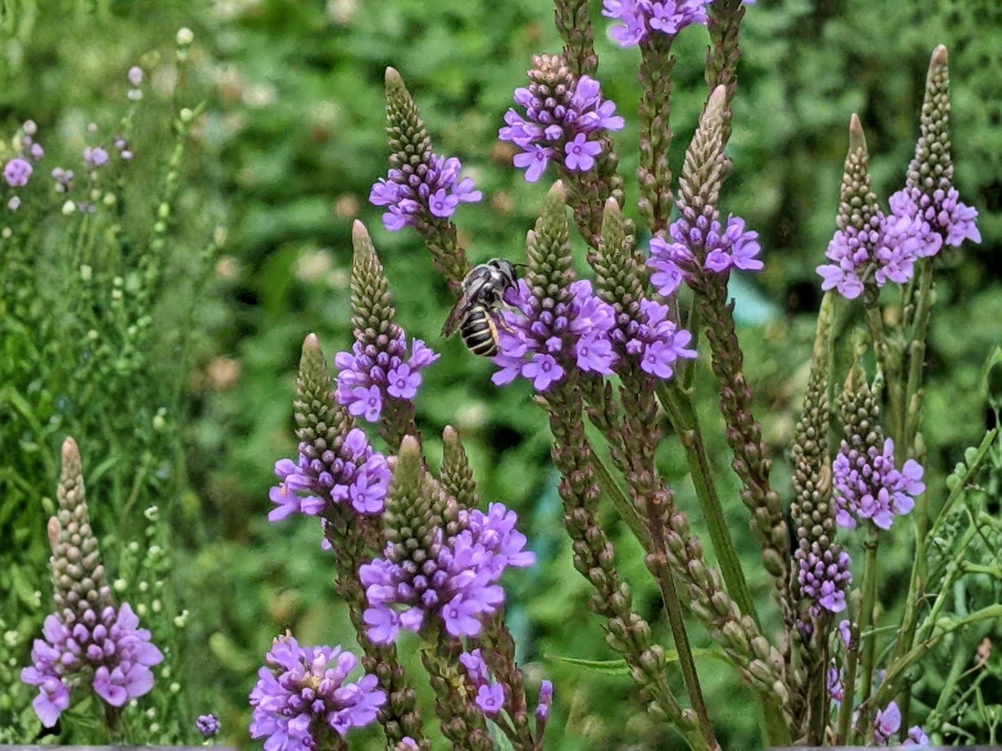 Blue Vervain Seeds – Heirloom Non-GMO Native Wildflower for Pollinator Gardens – Verbena hastata, Violet-Blue Flowers, Native Plant Seeds