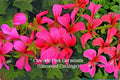 Cascade Pink Ivy Geranium Cuttings – Trailing Pelargonium peltatum ‘Cascade Pink’ – 3 Live Unrooted Plants
