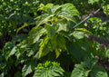 Green Barked Maple Tree Seeds – Acer grosseri, Striped Bark Ornamental, Autumn Foliage, Landscape Tree Seeds