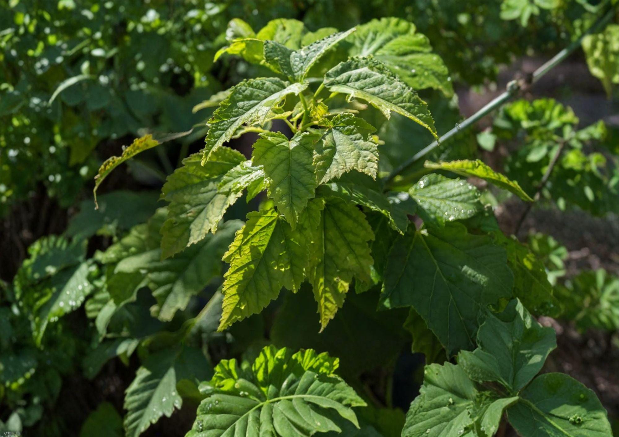 Green Barked Maple Tree Seeds – Acer grosseri, Striped Bark Ornamental, Autumn Foliage, Landscape Tree Seeds