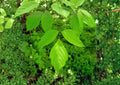 Boxelder Maple Tree Seeds – Hardy Fast-Growing Acer negundo for Shade and Landscape Planting, 10 Seeds