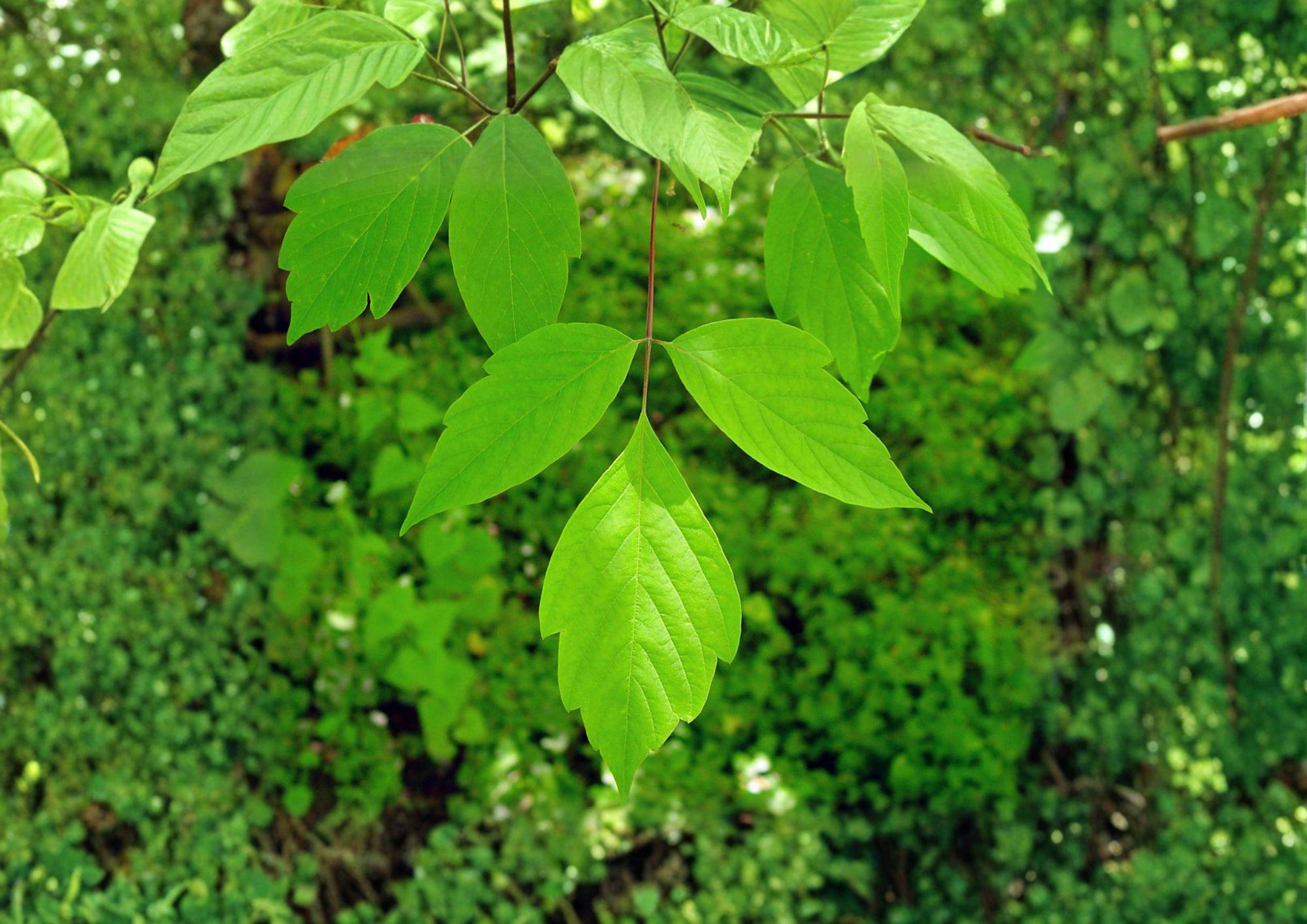 Boxelder Maple Tree Seeds – Hardy Fast-Growing Acer negundo for Shade and Landscape Planting, 10 Seeds