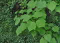Manchurian Striped Maple Tree Seeds – Acer tegmentosum, Ornamental Snake Bark, Green Bark, Autumn Foliage, Rare Maple Seeds