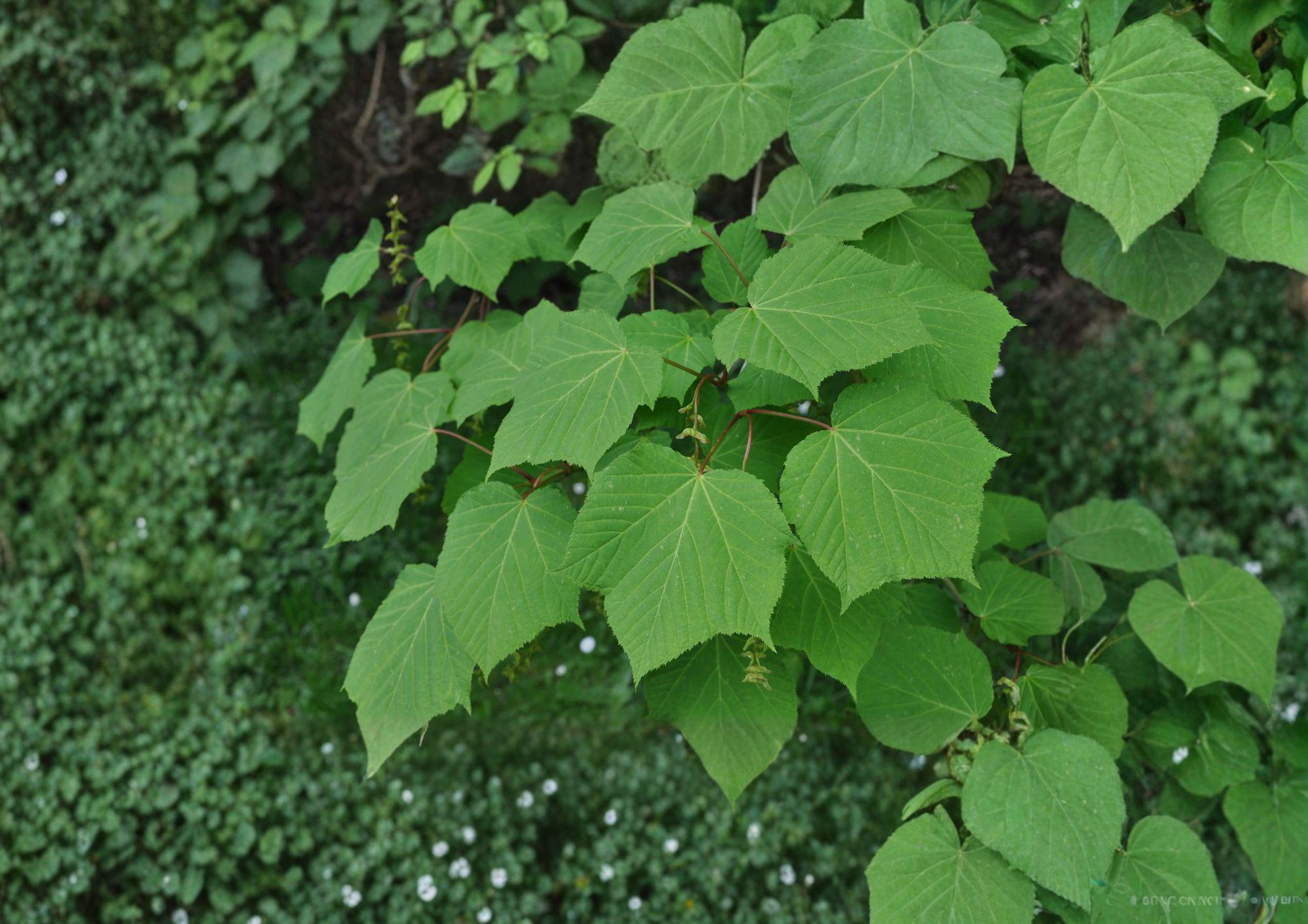 Manchurian Striped Maple Tree Seeds – Acer tegmentosum, Ornamental Snake Bark, Green Bark, Autumn Foliage, Rare Maple Seeds