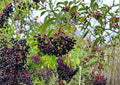 American Black Elderberry Tree Seeds – Hardy Fruit Bearing Shrub with White Flowers and Dark Berries, Sambucus canadensis
