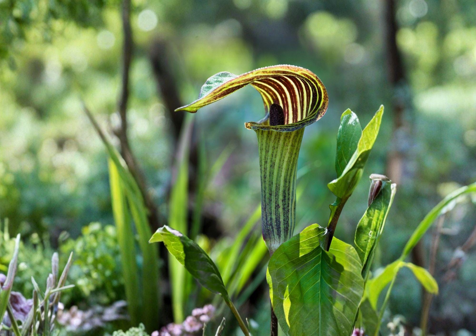 Arisaema triphyllum Seeds – Jack-in-the-Pulpit Woodland Perennial Flower, Native Shade Plant, Rare Native Garden Seed