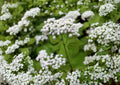 White Snakeroot Seeds – Hardy Shade Perennial Wildflower for Woodland Gardens – Ageratina altissima Native Plant for Shade Gardens