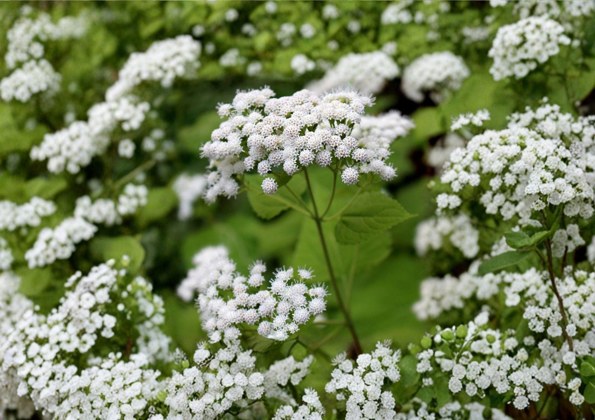 White Snakeroot Seeds – Hardy Shade Perennial Wildflower for Woodland Gardens – Ageratina altissima Native Plant for Shade Gardens