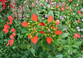 Euphorbia Cyathophora Seeds – Fire-on-the-Mountain Wildflower, Vibrant Red Foliage, Annual, Easy to Grow, Pollinator Attracting