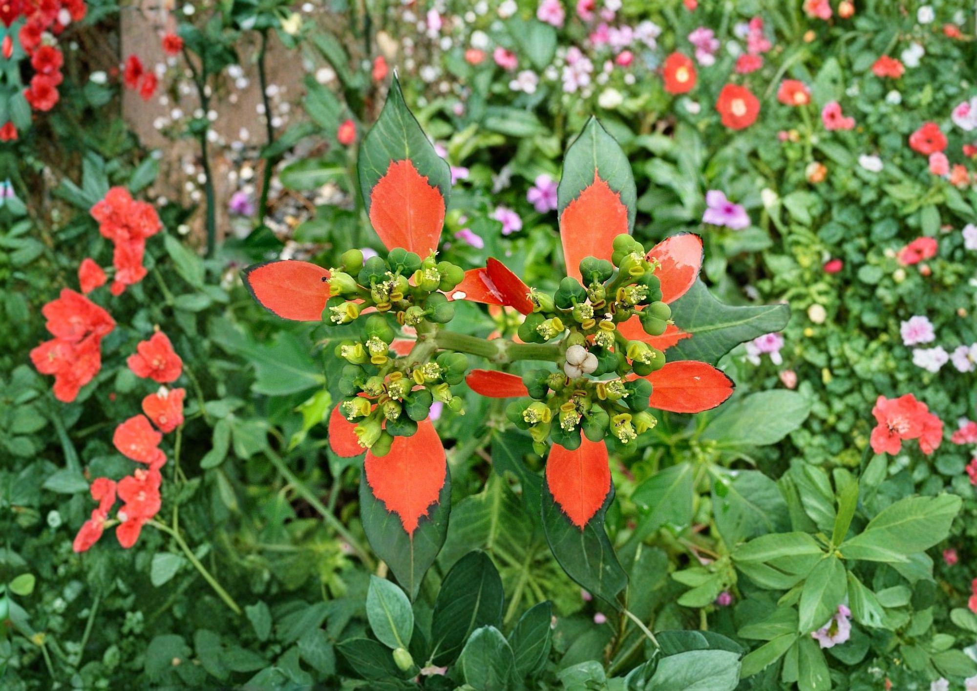 Euphorbia Cyathophora Seeds – Fire-on-the-Mountain Wildflower, Vibrant Red Foliage, Annual, Easy to Grow, Pollinator Attracting