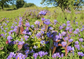 Bottle Gentian Seeds – Deep Blue Closed Flowers, Woodland Garden Perennial, Gentiana andrewsii, Native Pollinator Plant