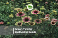Green Twister Rudbeckia Seeds – Rare Green and Pink Bicolor Perennial for Borders, Pollinator Gardens, and Cut Flowers