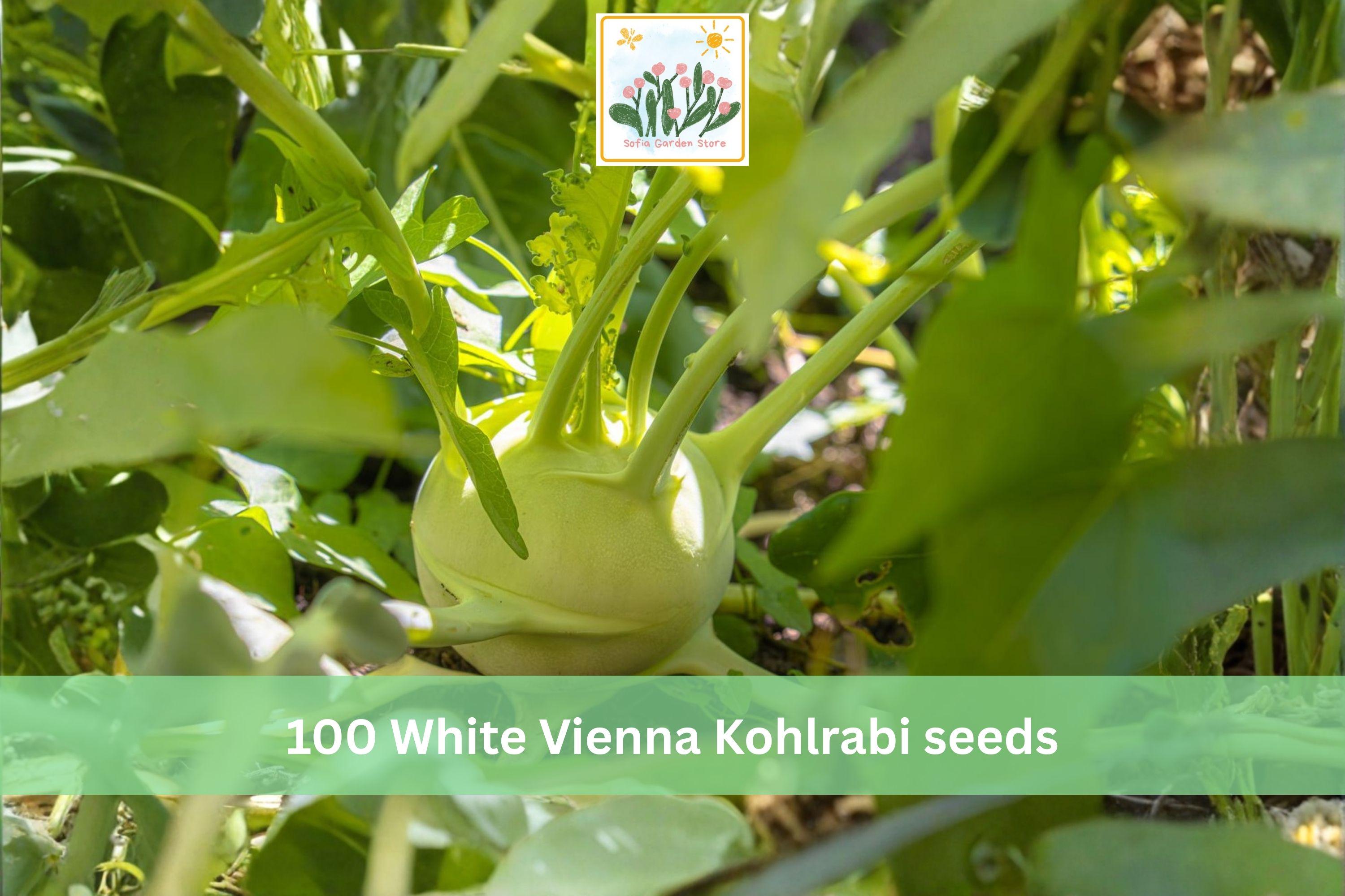 White Vienna Kohlrabi Seeds 100pcs – Heirloom Brassica Vegetable for Garden, Raised Bed & Container Planting