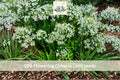 Flowering Chinese Leek Seeds 100pcs | Allium tuberosum Garlic Chives Vegetable for Garden & Container Planting