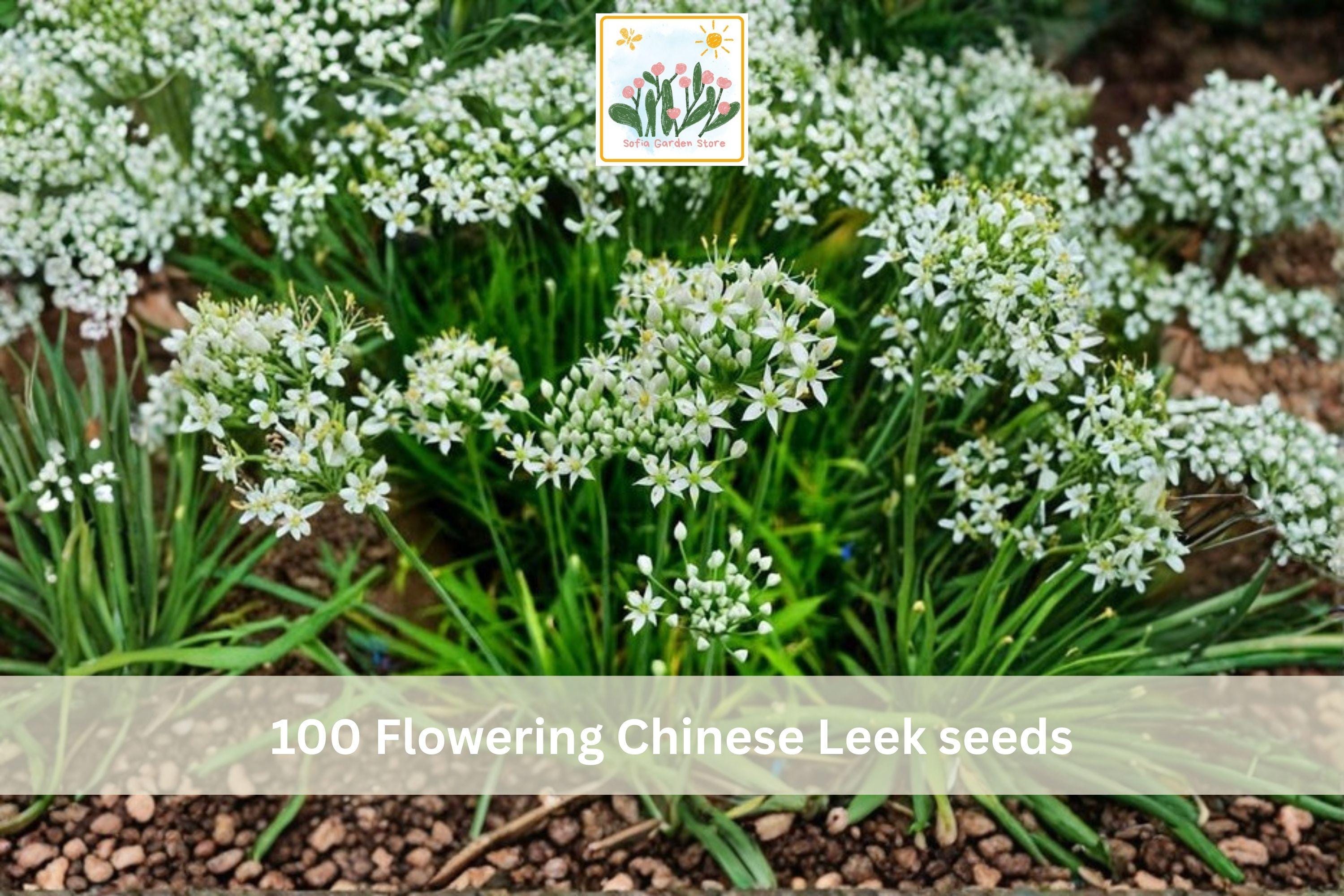 Flowering Chinese Leek Seeds 100pcs | Allium tuberosum Garlic Chives Vegetable for Garden & Container Planting