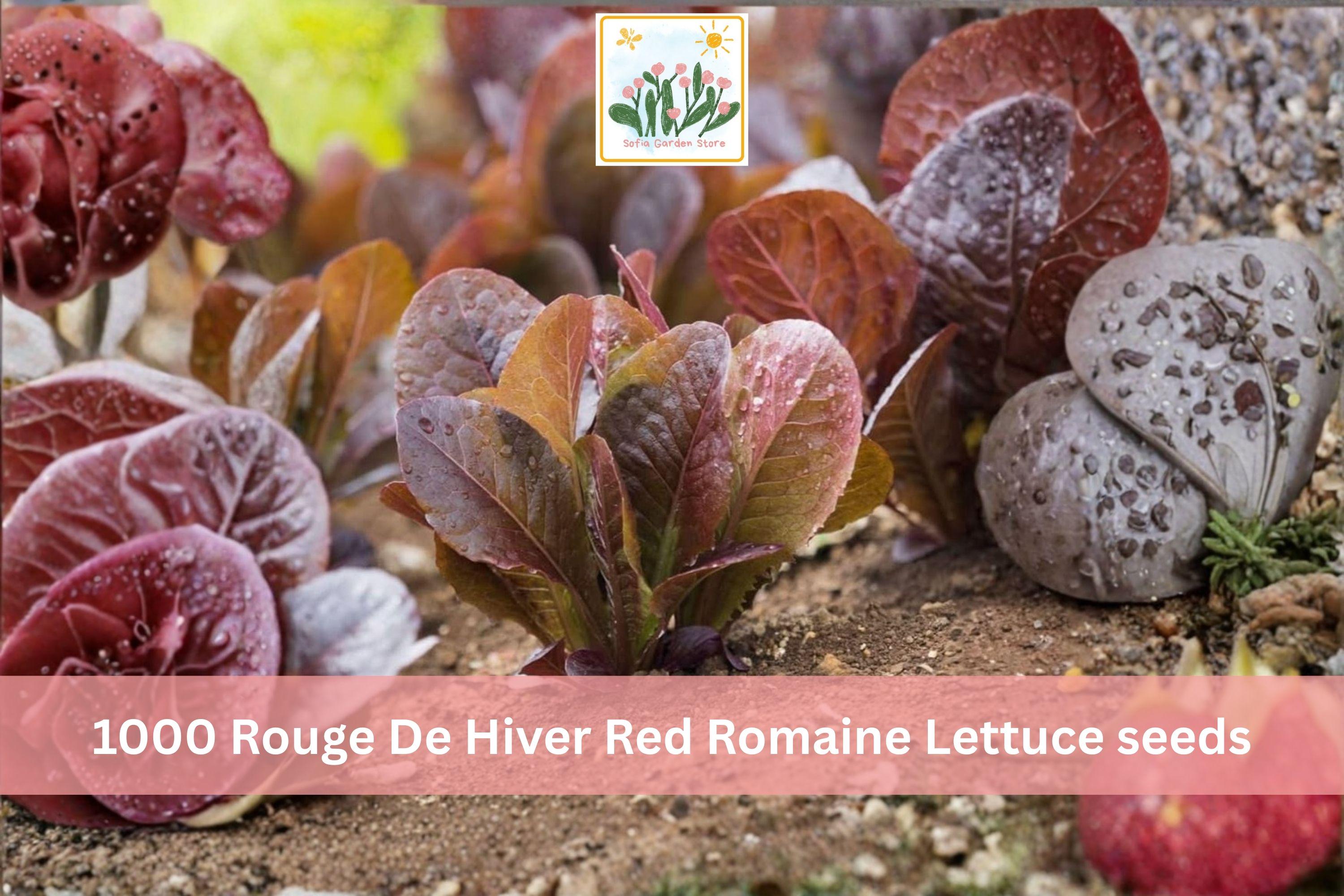Rouge De Hiver Red Romaine Lettuce Seeds 1000pcs – Heirloom Vegetable for Garden, Container, Raised Bed Planting, Lactuca sativa