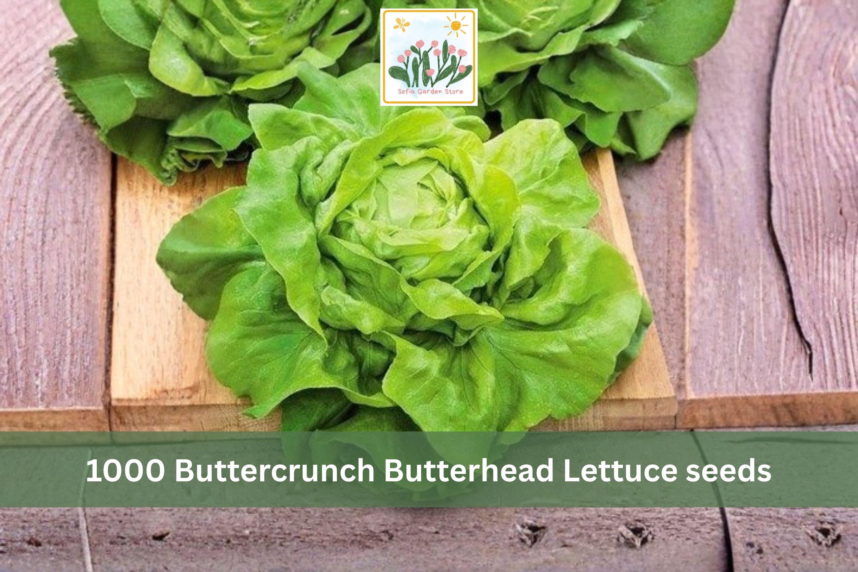 Buttercrunch Lettuce Seeds 1000pcs – Heirloom Lactuca sativa, Cool-Season Leafy Vegetable for Garden, Container & Raised Bed Planting