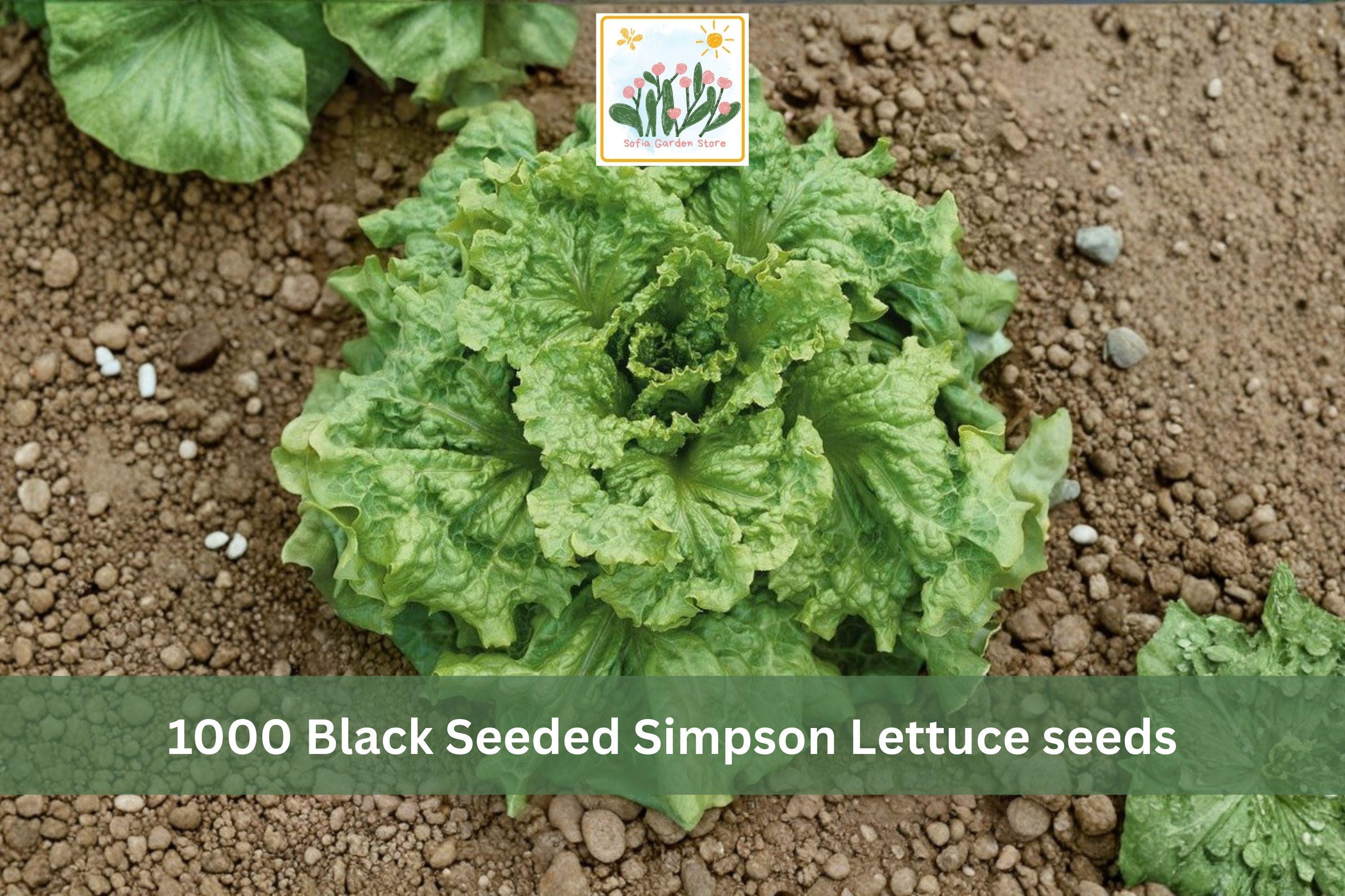 Black Seeded Simpson Lettuce Seeds 1000pcs – Heirloom Loose Leaf Vegetable for Garden & Container Growing Lactuca sativa
