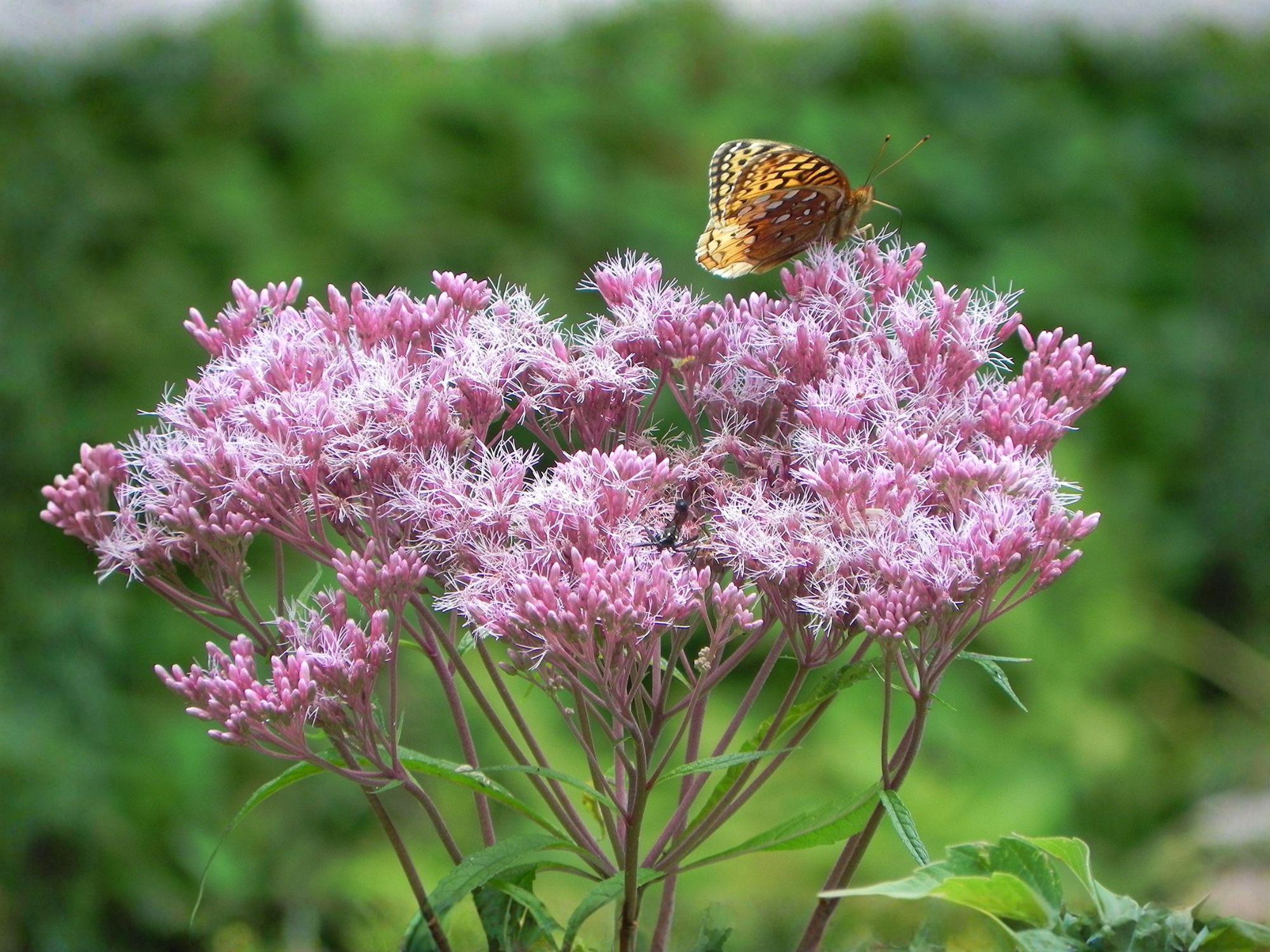 Eutrochium maculatum Seeds | Joe Pye Weed Heirloom Non-GMO Wildflower Seeds for Pollinator & Native Gardens