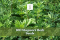 100 Mugwort Herb Seeds – Artemisia vulgaris, Perennial Aromatic Herb, Silvery-Green Foliage, Full Sun to Partial Shade