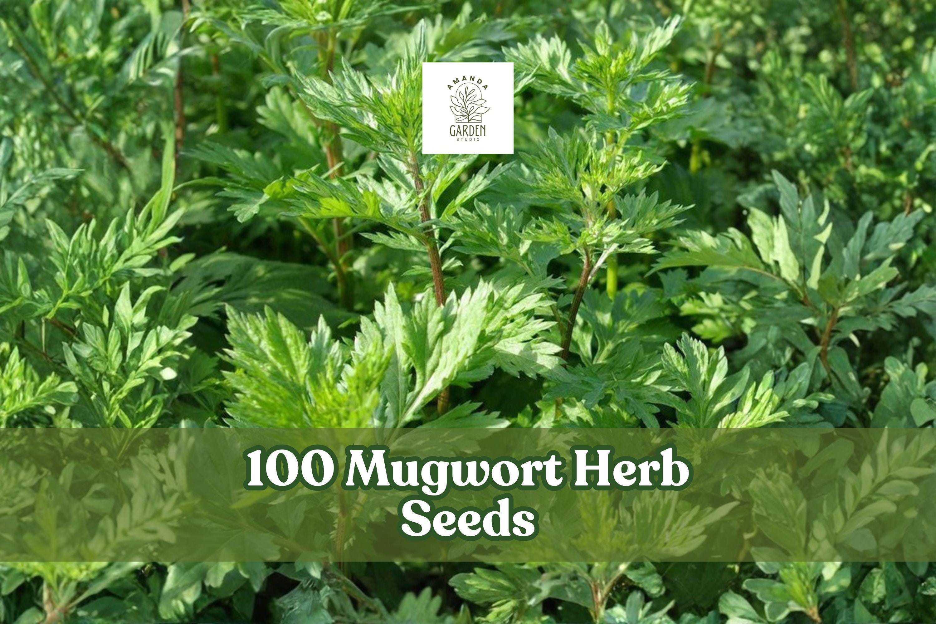 100 Mugwort Herb Seeds – Artemisia vulgaris, Perennial Aromatic Herb, Silvery-Green Foliage, Full Sun to Partial Shade