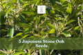 Japanese Stone Oak Seeds – Lithocarpus edulis Evergreen Tree for Garden, Ornamental Landscape, 5 Seeds