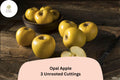 Opal Apple Tree Cuttings – 3 Fresh Propagation Grafting Fruit Tree Malus domestica