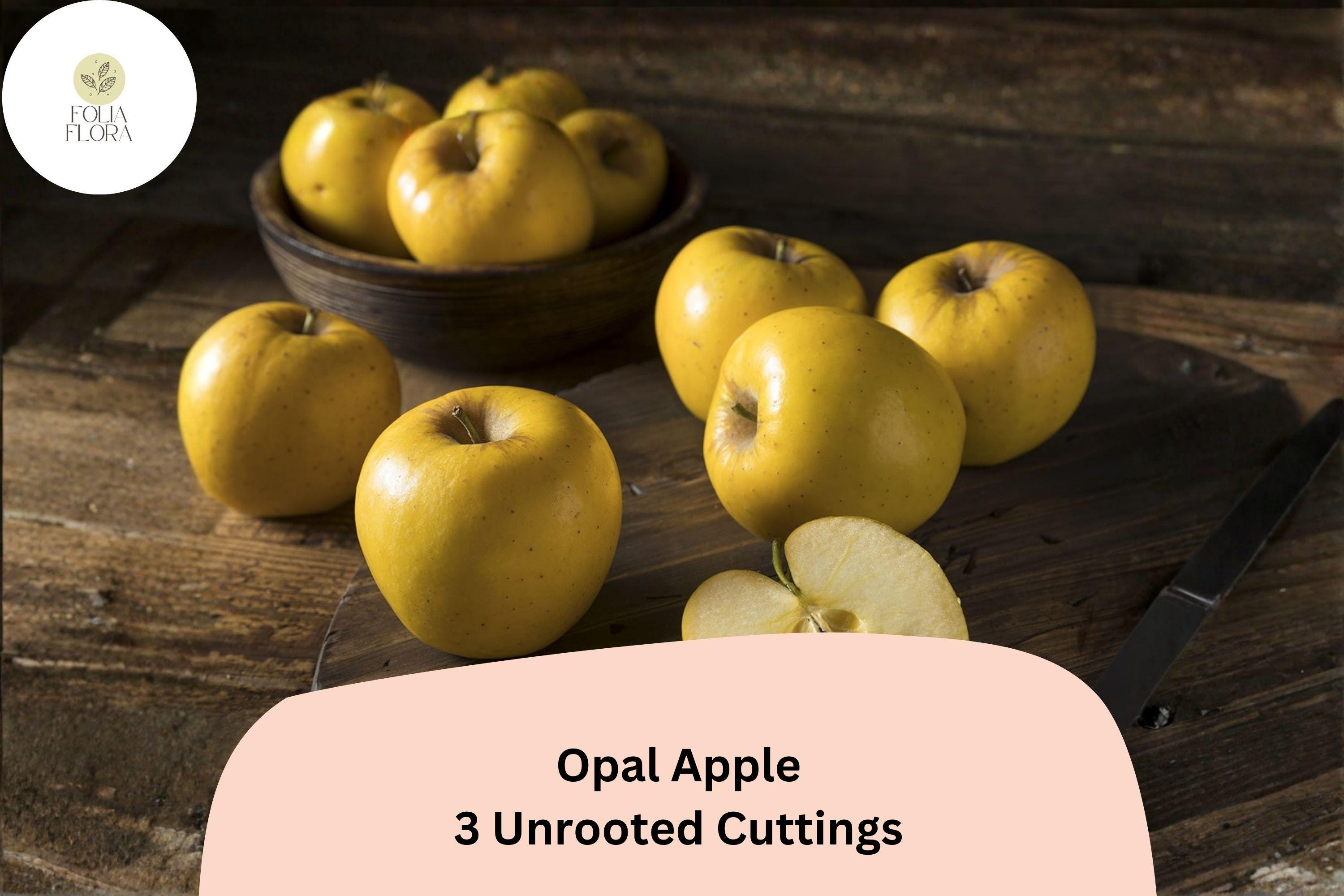 Opal Apple Tree Cuttings – 3 Fresh Propagation Grafting Fruit Tree Malus domestica