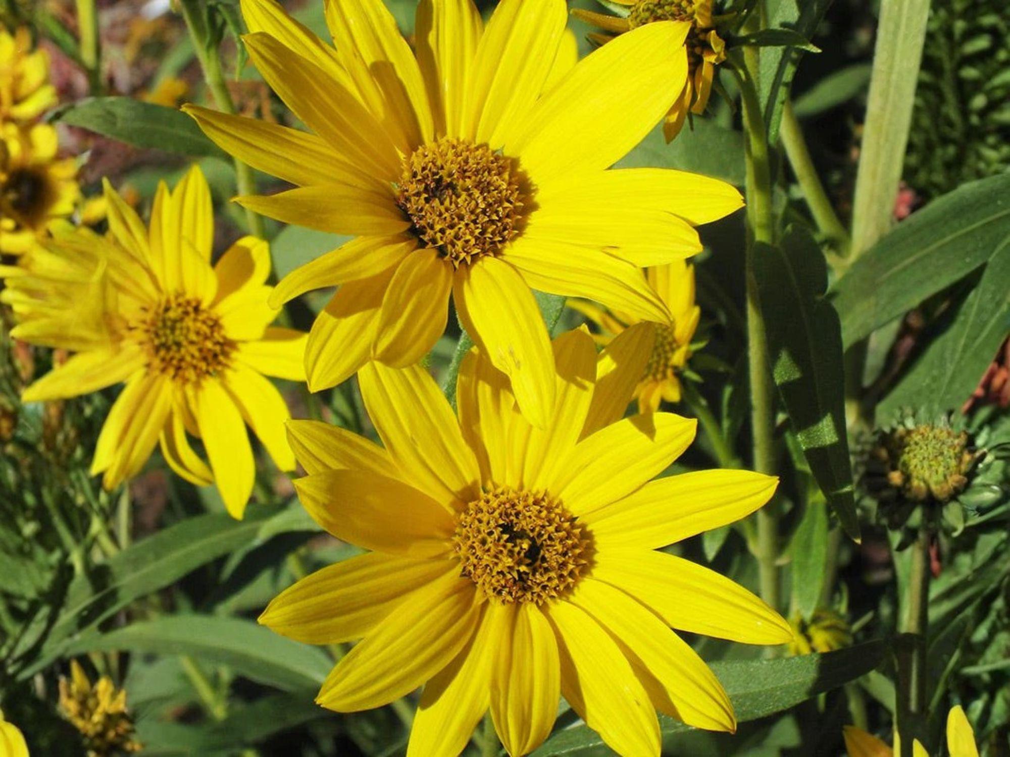 Helianthus maximiliani Seeds – Native Tall Sunflower for Prairie Gardens, Pollinator Habitat, Late-Season Bright Yellow Wildflower
