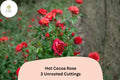 Hot Cocoa Rose Cuttings – 3 Unrooted Red Floribunda Rose Propagation Material Rosa hybrid ‘Hot Cocoa’