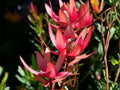 Leucadendron Tinctum Seeds – Silver Conebush Rare Drought-Tolerant Evergreen Shrub for Mediterranean & Coastal Gardens