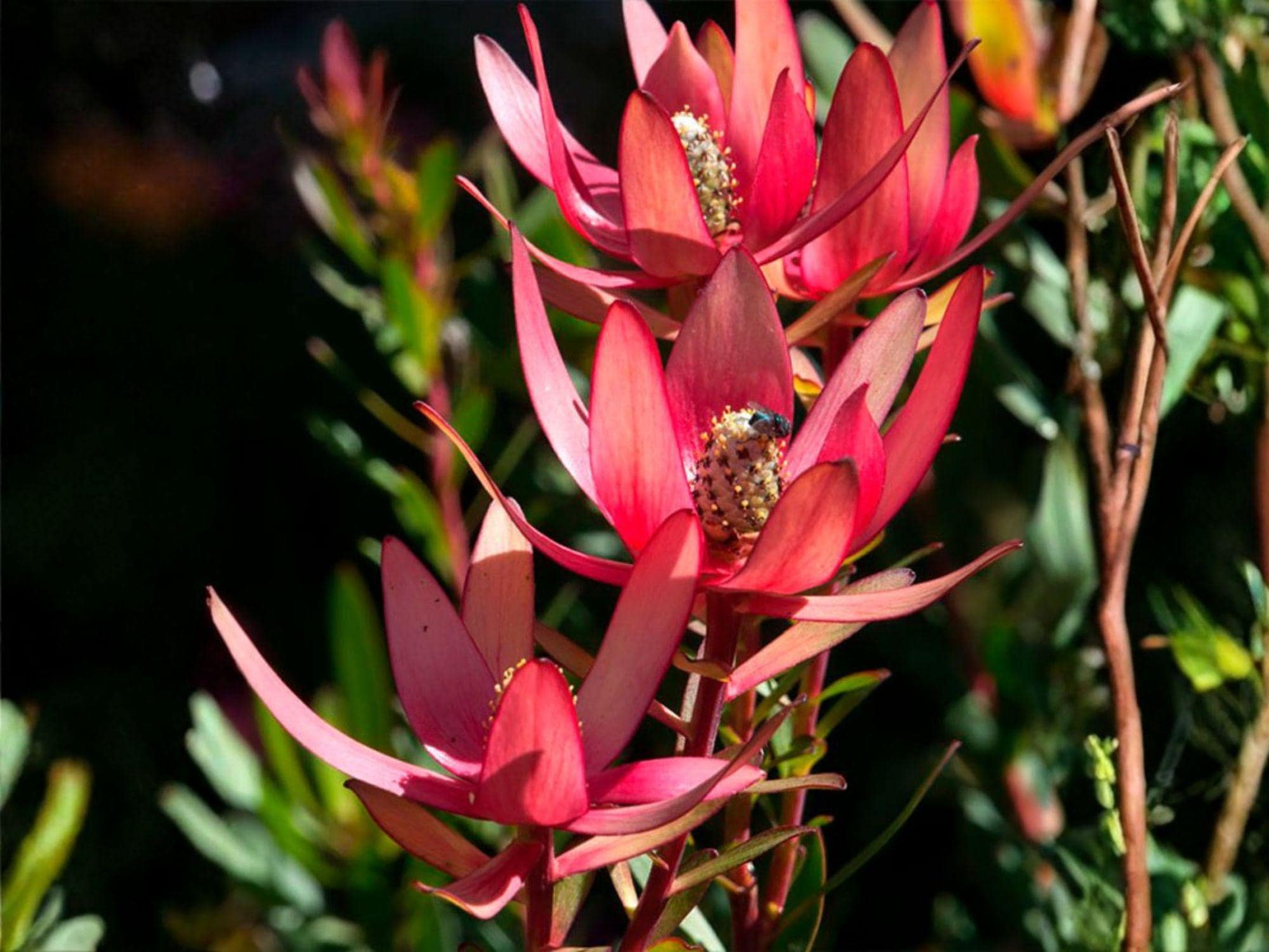 Leucadendron Tinctum Seeds – Silver Conebush Rare Drought-Tolerant Evergreen Shrub for Mediterranean & Coastal Gardens