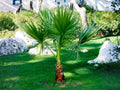 California Fan Palm Seeds – Washingtonia filifera Desert Hardy Tree for Landscape, Drought Tolerant, Full Sun