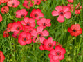 Scarlet Flax Seeds – Heirloom Non-GMO Flower Seeds for Garden Planting – Linum grandiflorum rubrum, Vibrant Red Blooms