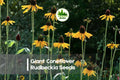 Giant Coneflower Rudbeckia Seeds - Tall Bright Yellow Perennial for Borders, Meadows & Wildlife Gardens