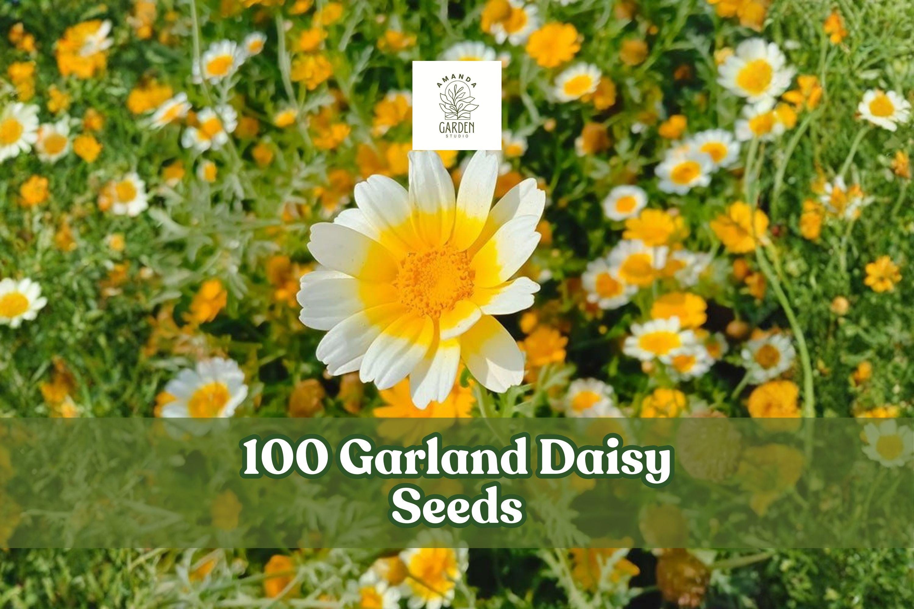 100 Garland Daisy Seeds – Bicolor Yellow & White Flowers – Glebionis coronaria, Annual Garden Flower for Borders & Cottage Gardens