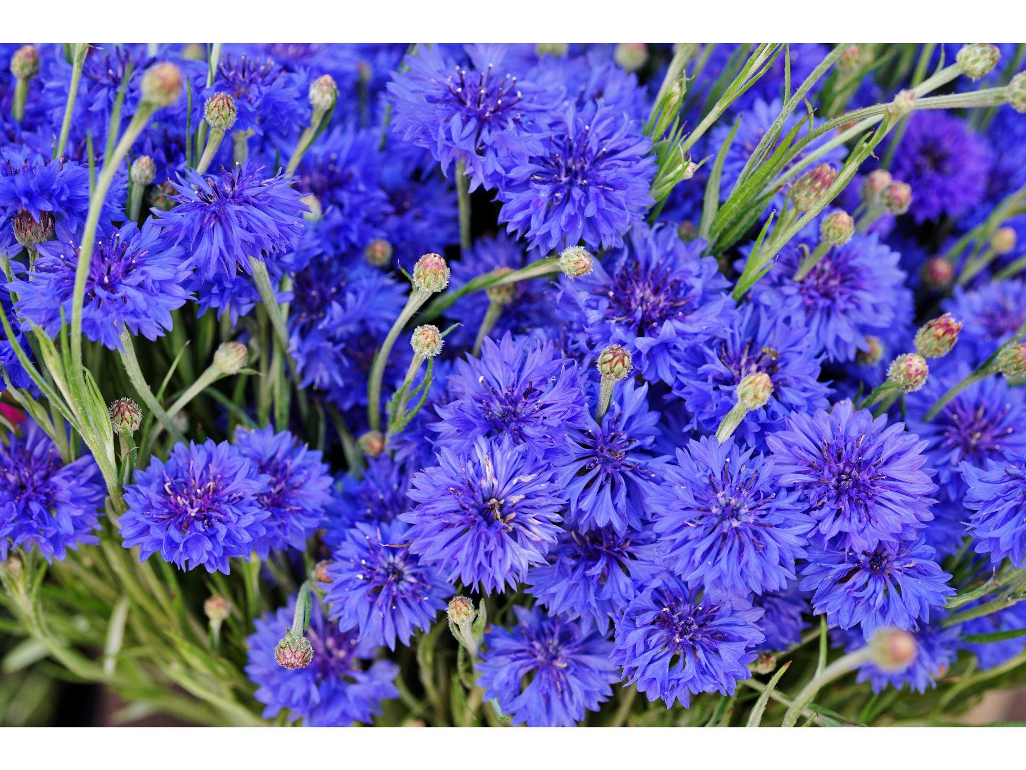 Blue Cornflower Seeds – Heirloom Non-GMO Centaurea Cyanus for Flower Garden, Cottage Garden, Meadow Planting