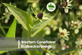 Western Coneflower Rudbeckia Seeds – 200+ Wildflower, Pollinator-Friendly, Drought-Tolerant, Rudbeckia occidentalis