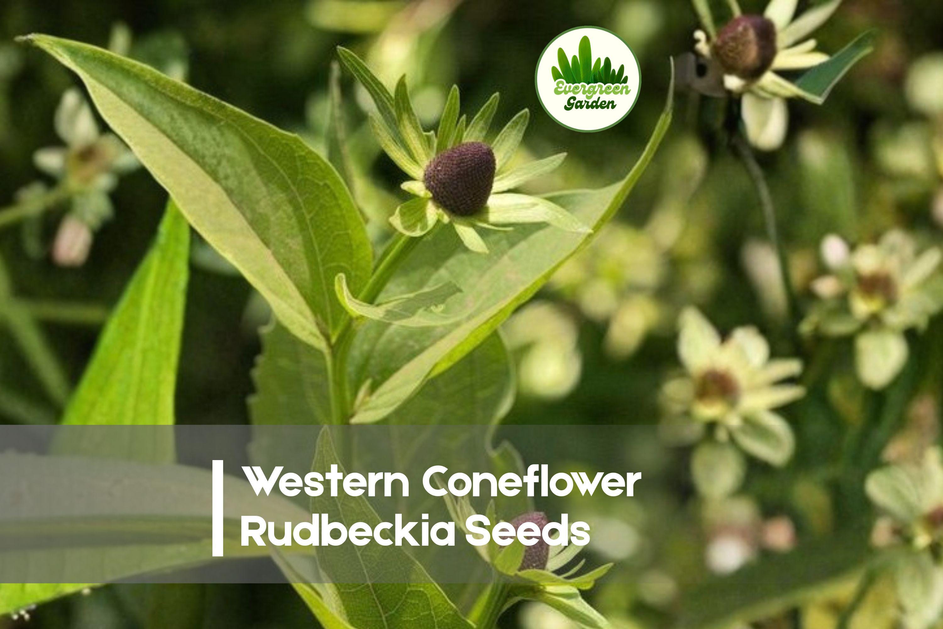 Western Coneflower Rudbeckia Seeds – 200+ Wildflower, Pollinator-Friendly, Drought-Tolerant, Rudbeckia occidentalis