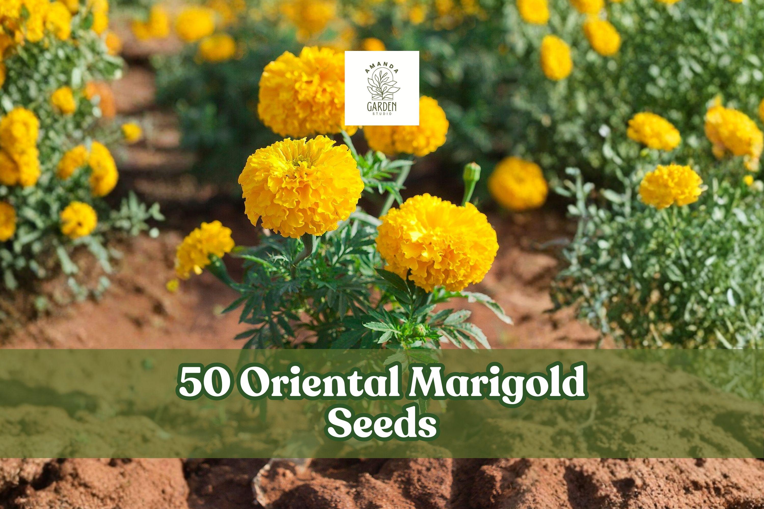 50 Oriental Marigold Seeds – Yellow Annual Flower for Garden Beds, Borders & Containers – Tagetes spp.