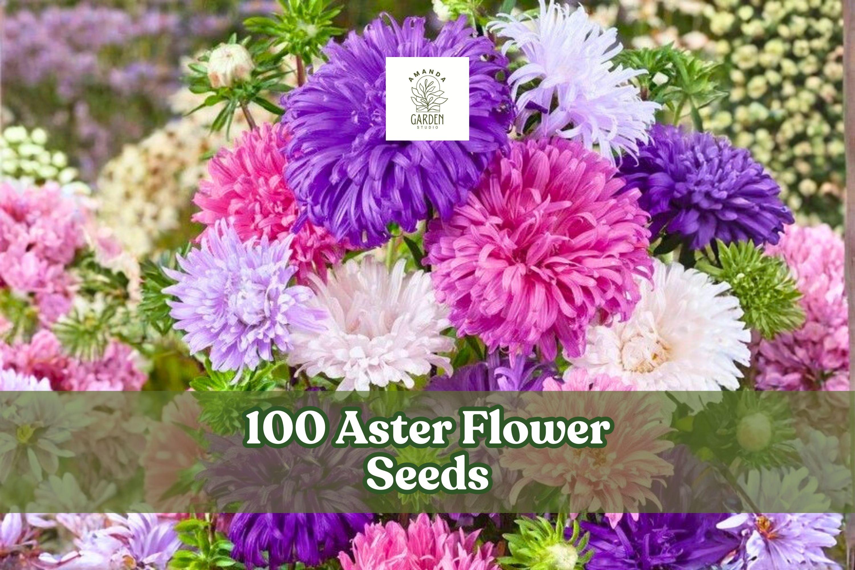 100 Aster Flower Seeds – Annual Callistephus chinensis Mix for Borders & Cut Flowers, Pink, Purple, White