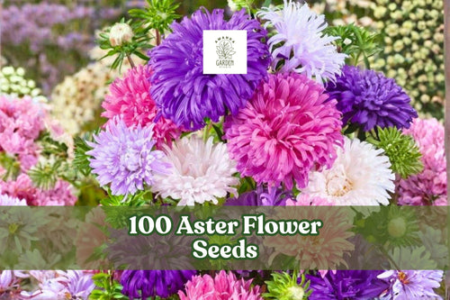 100 Aster Flower Seeds – Annual Callistephus chinensis Mix for Borders & Cut Flowers, Pink, Purple, White
