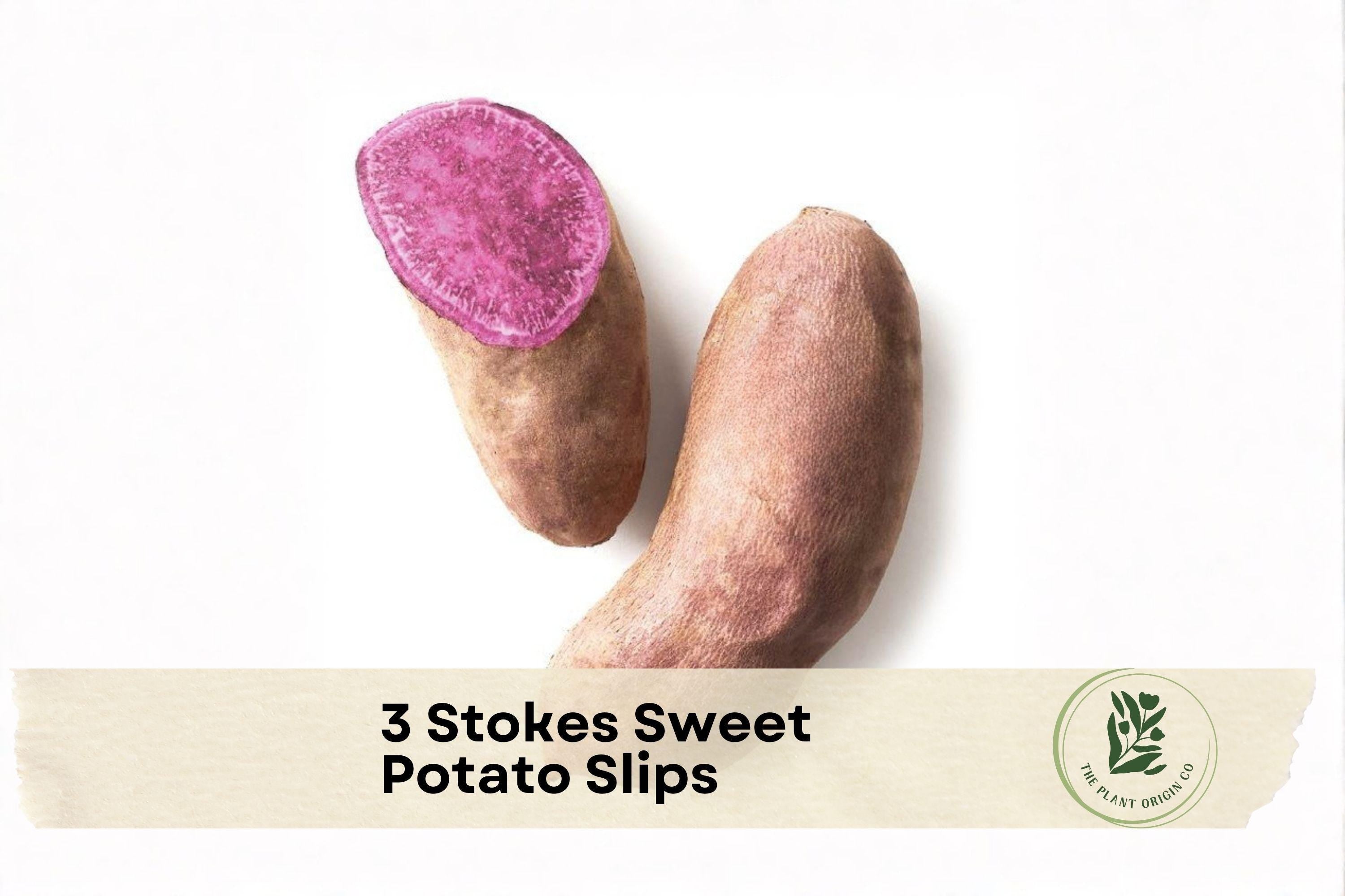 Stokes Sweet Potato Slips, Purple Flesh, Ipomoea batatas, Warm-Season Root Vegetable, 3 Pack