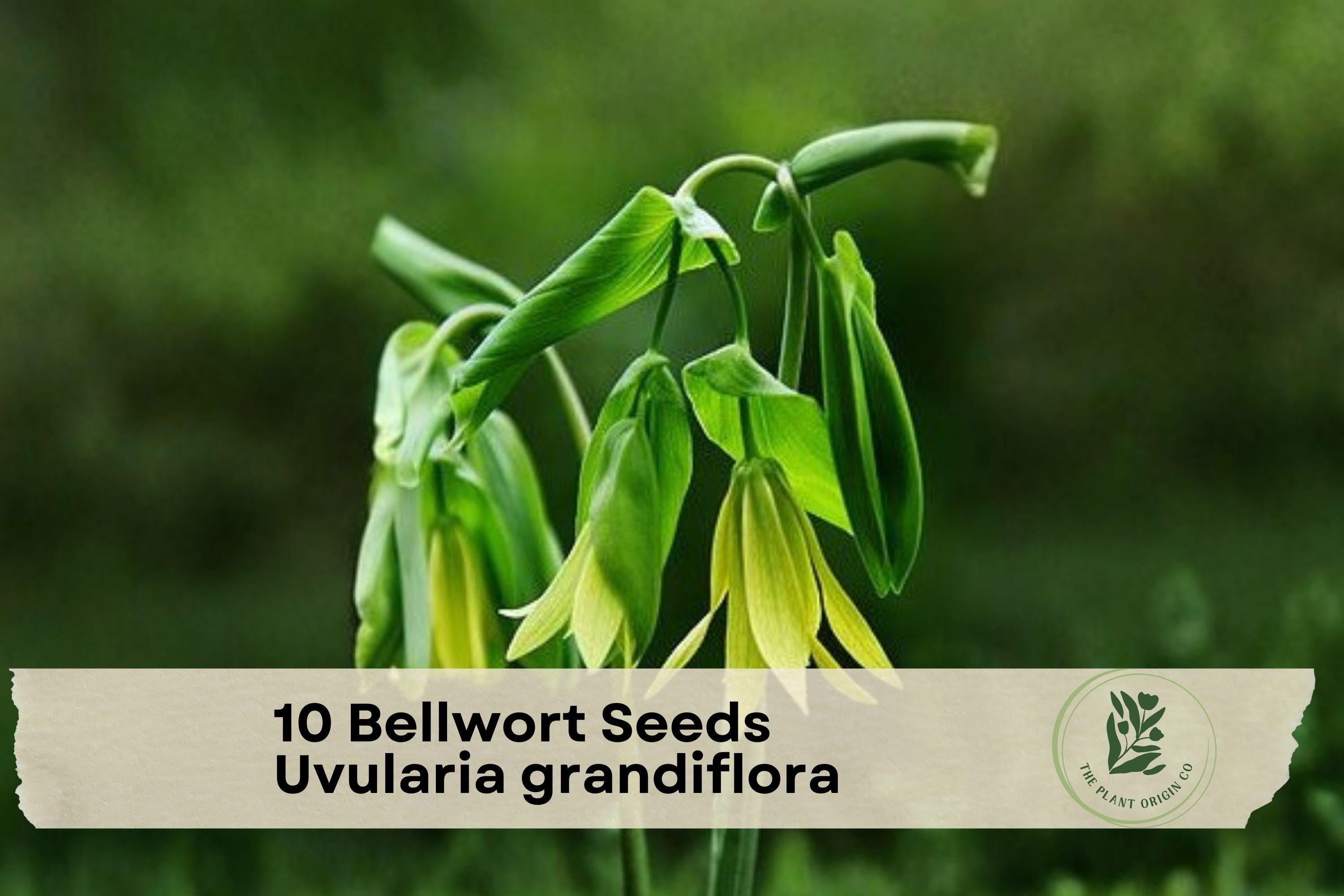 Bellwort Seeds Uvularia grandiflora, Native Woodland Perennial Wildflower, Yellow Nodding Flowers, Shade Garden Plant, Early Spring Bloom