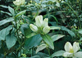 Gentiana Flavida Cream Gentian Seeds – Rare Pale Yellow Bottle Flowers, Native Perennial for Pollinator Gardens, 100 Seeds