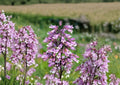 Penstemon Calycosus Seeds – Native Calico Beardtongue Wildflower for Pollinator Gardens, Prairie, Meadow, Native Perennial, Lavender Pink Flowers
