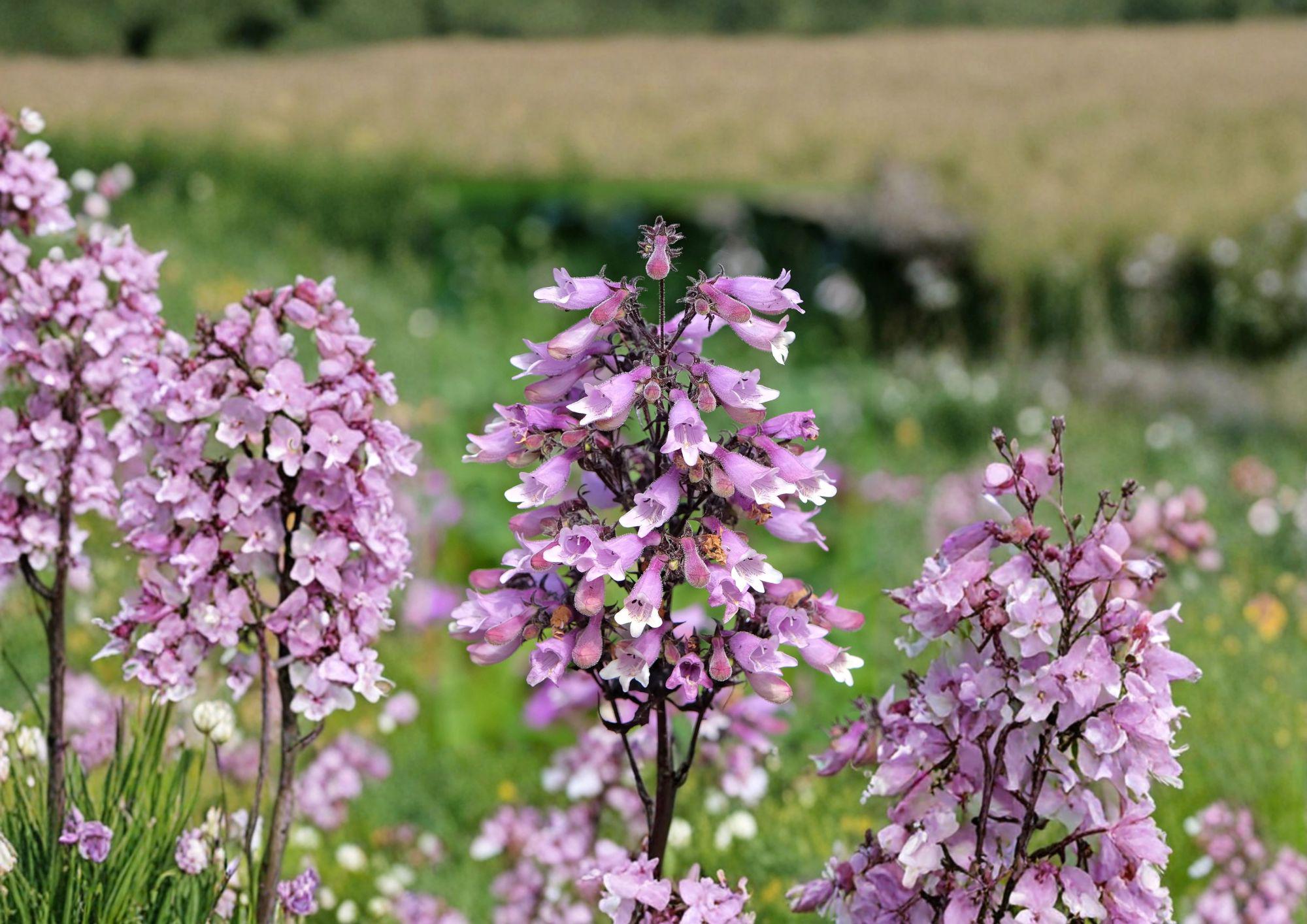 Penstemon Calycosus Seeds – Native Calico Beardtongue Wildflower for Pollinator Gardens, Prairie, Meadow, Native Perennial, Lavender Pink Flowers