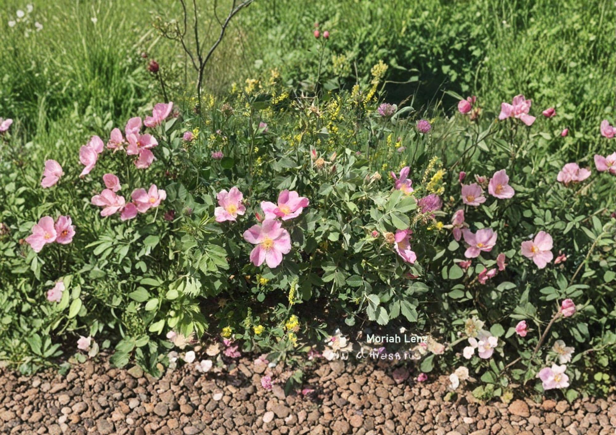 Rosa Carolina Pasture Rose Seeds – Native Pink Wild Rose, Fragrant Blooms, Red Hips, Hardy Perennial, Wildlife Garden Plant