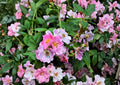 Rosa Setigera Illinois Rose Seeds – Native Climbing Wild Rose, Fragrant Pink Blooms, Wildlife-Friendly Planting Material